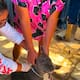 Entregan 407 collares antigarrapatas para prevenir rickettsiosis en Ensenada