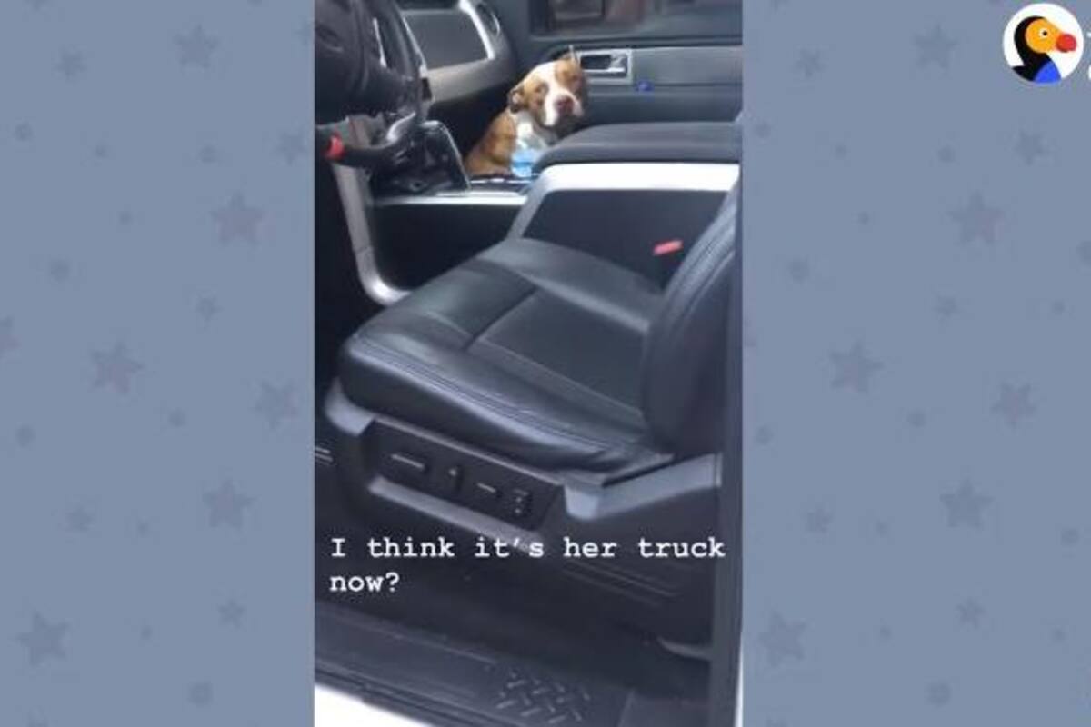 Pitbull se sube a un auto para ser adoptado