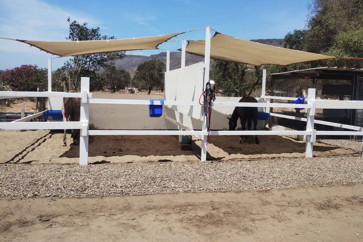 Continúan activos paseos a caballo en Playa Hermosa tras rescate de dos caballos