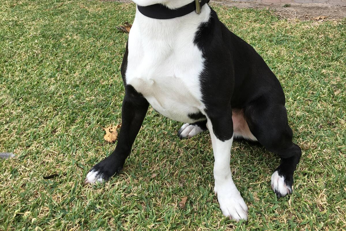 Integran nuevo agente K9 en el condado de Imperial