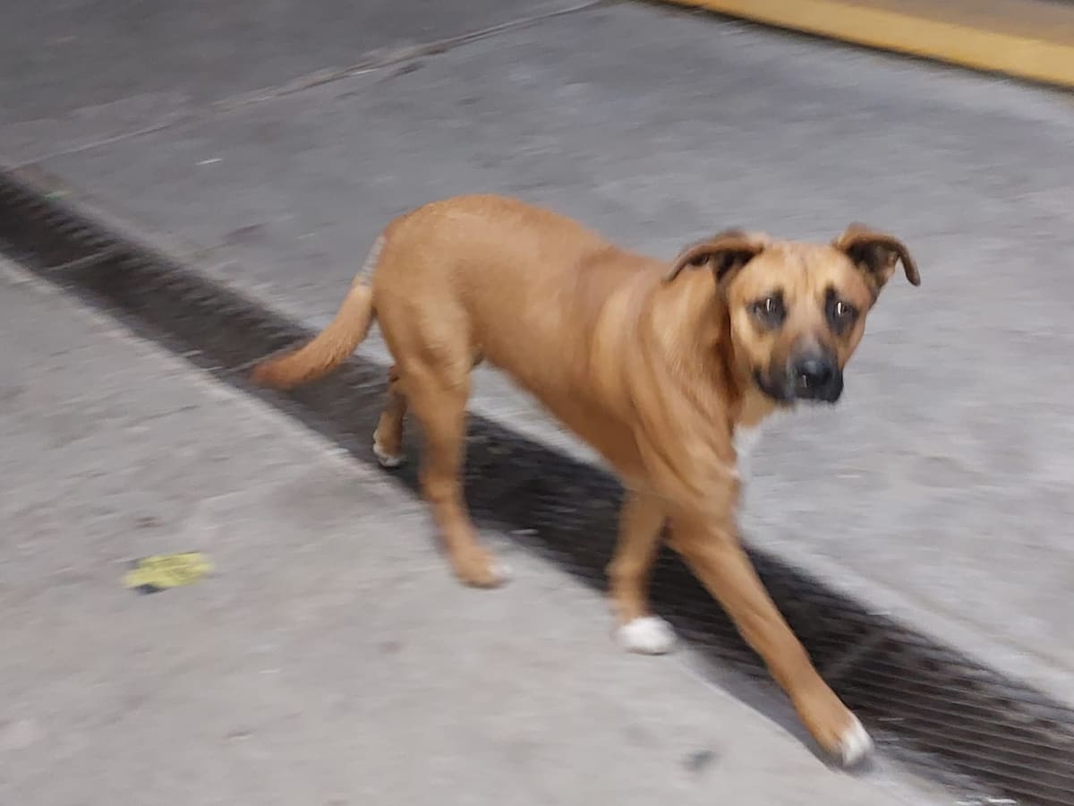 Un can callejero que se ha refugiado en las instalaciones escolares y la escuela se encuentra imposibilitada para hacerse cargo de él. Foto: Sergio Ortiz
