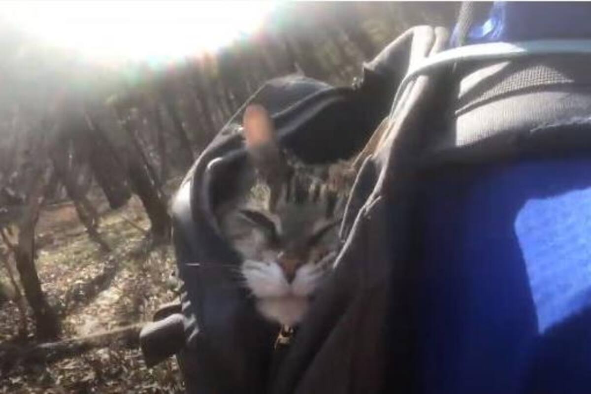 Este hombre lleva a pasear al bosque a su gato de 20 años