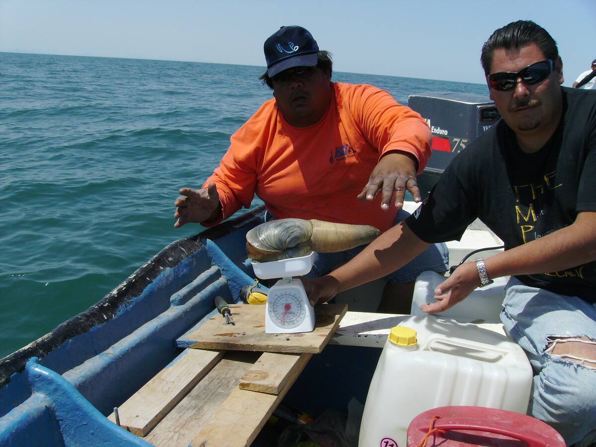 La longevidad de los geoducks se debe en parte a su estilo de vida sedentario y su capacidad para evitar depredadores una vez que alcanzan la madurez.