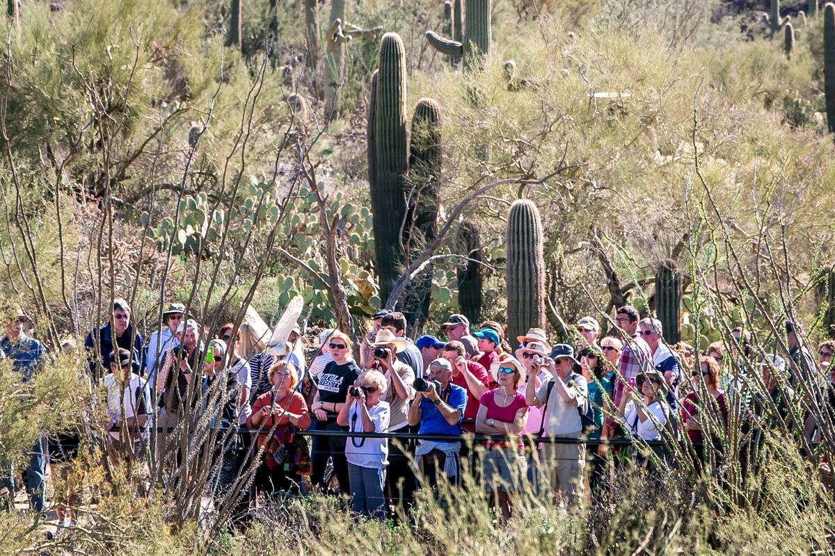 Avistamiento de aves en Bonita Creek: descubre más de 200 especies en un paraíso natural de Arizona