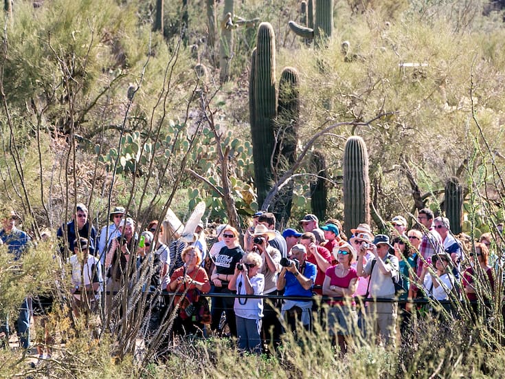 Avistamiento de aves en Bonita Creek: descubre más de 200 especies en un paraíso natural de Arizona