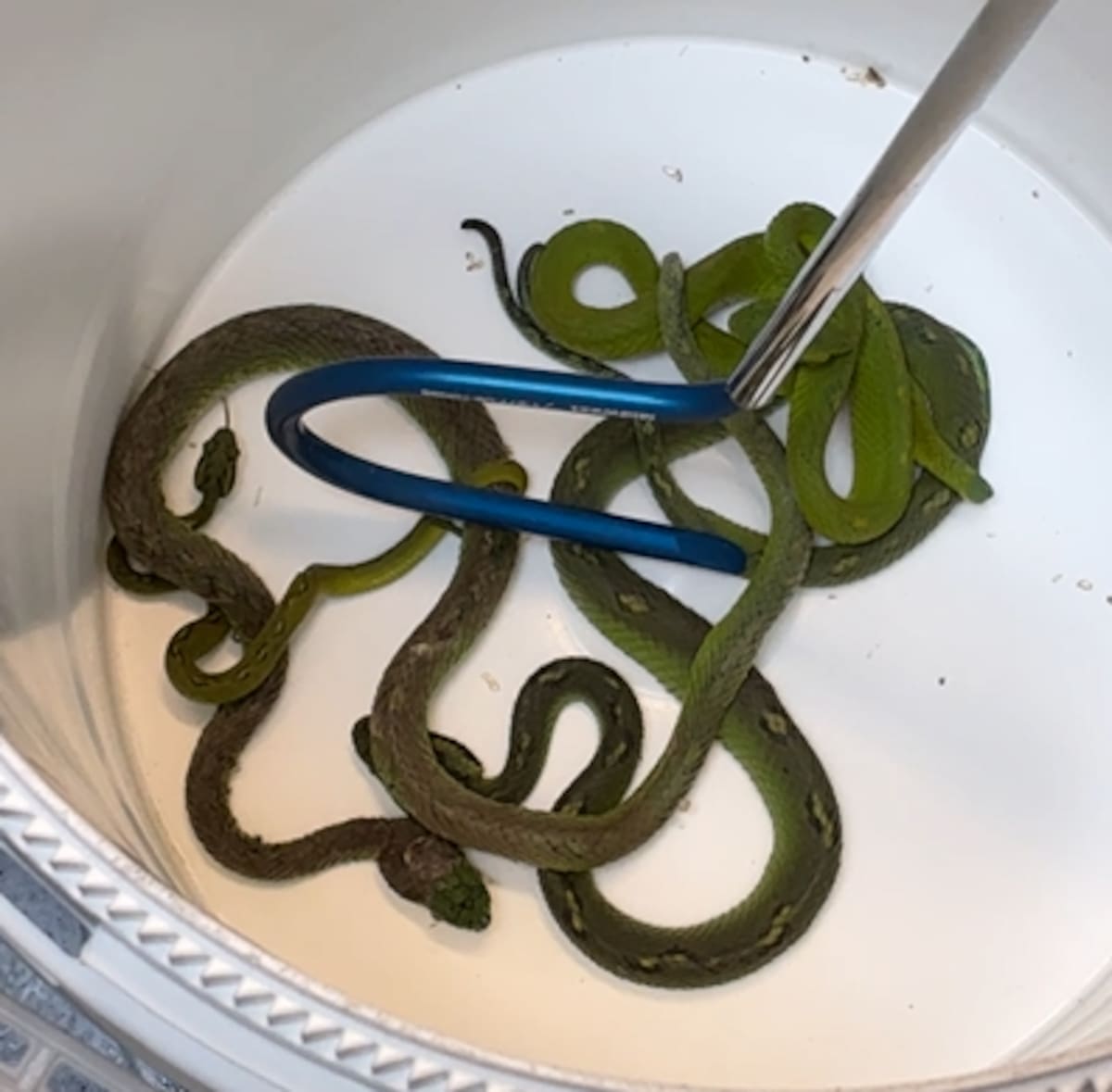 Autoridades estadounidenses localizaron decenas de reptiles ocultos en un vehículo durante una investigación por presunto tráfico de vida silvestre entre México y Estados Unidos. Foto: Cortesía.