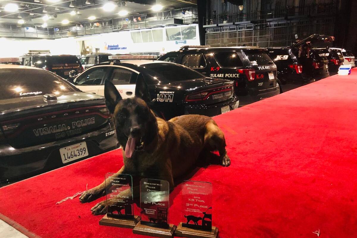 K9 de la PEP son reconocidos a nivel internacional