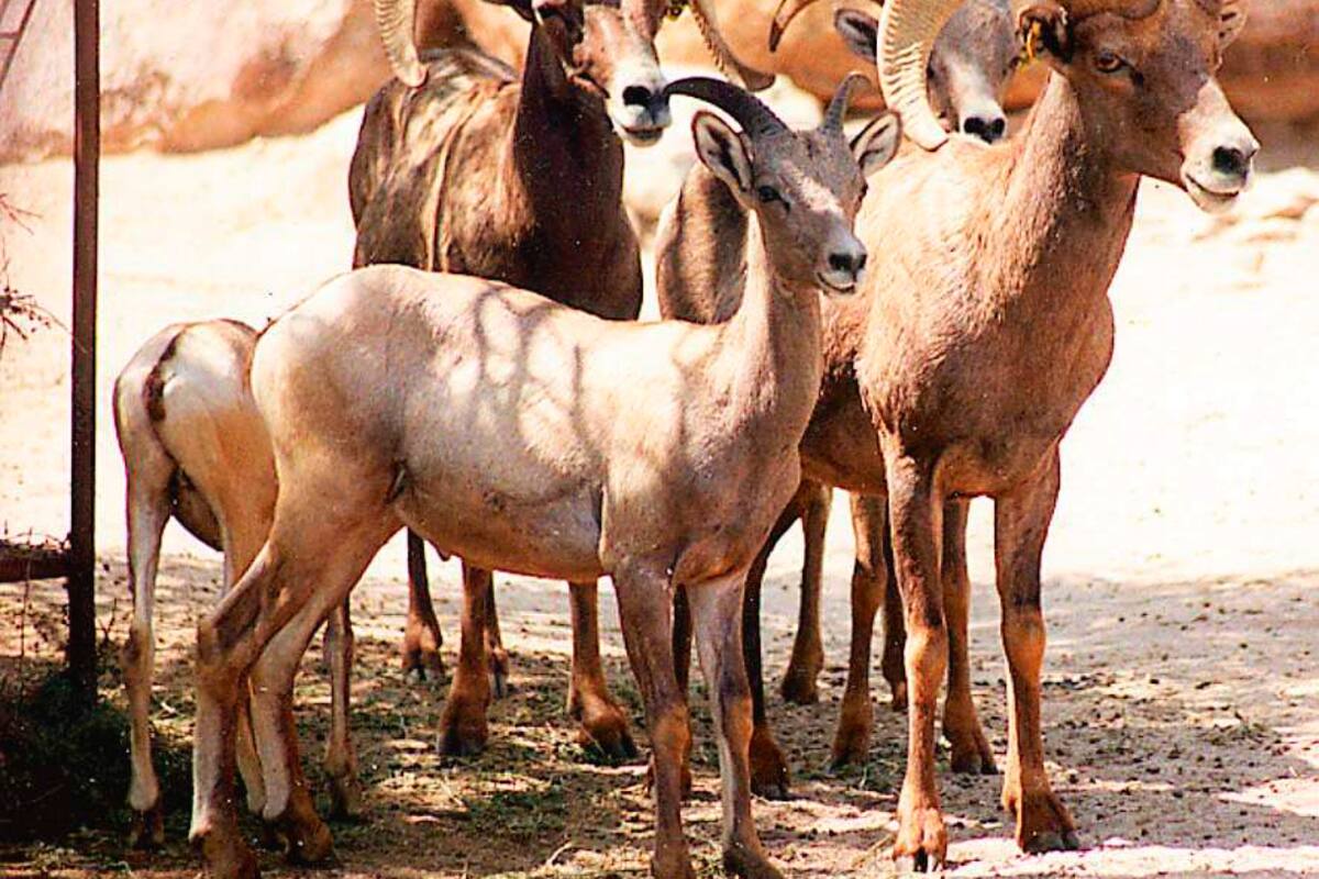 Sigue prohibida en B.C. la caza del borrego cimarrón