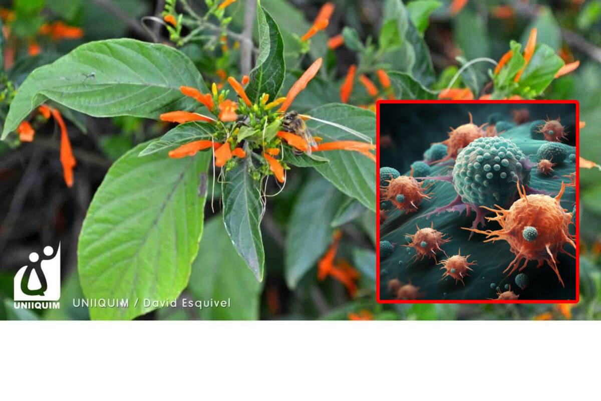 Muicle: La planta mexicana que dicen tiene propiedades contra el cáncer