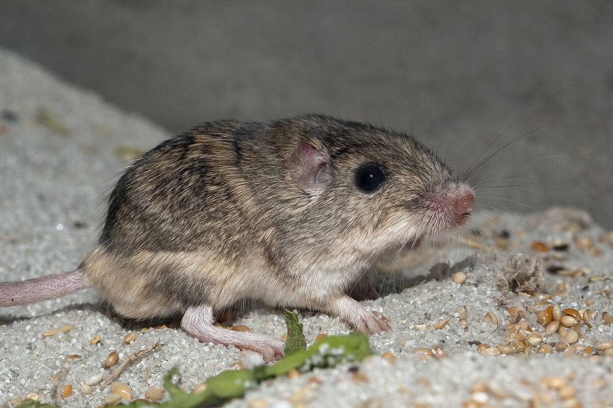 San Diego Zoo introduce ratones en peligro de extinción en Camp Pendleton