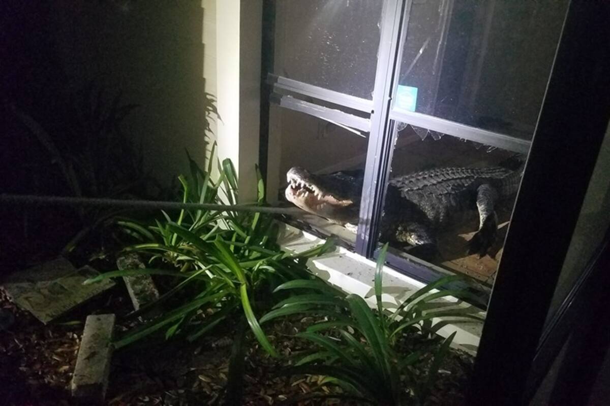 Cocodrilo sorprende a familia al internarse a su hogar