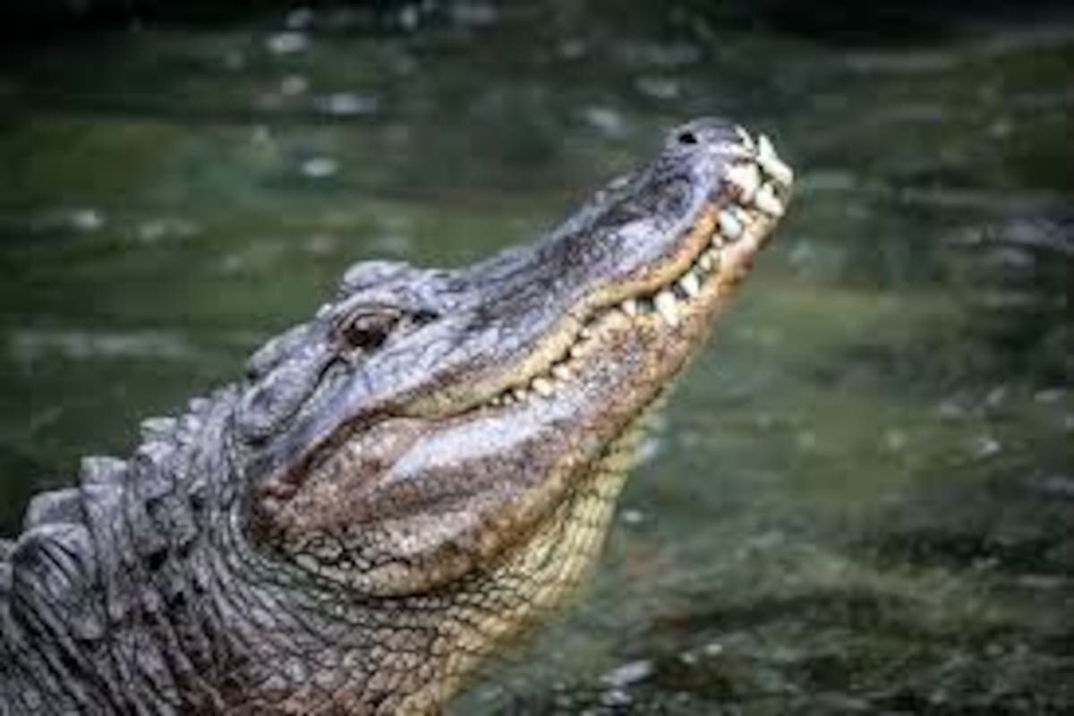 Caimán se traga la presa que habían logrado dos cazadores