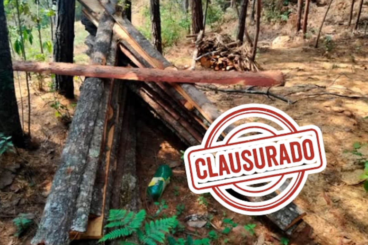 Profepa clausura predios por tala ilegal en Veracruz; detectan más de 48 m³ de madera extraída sin permiso