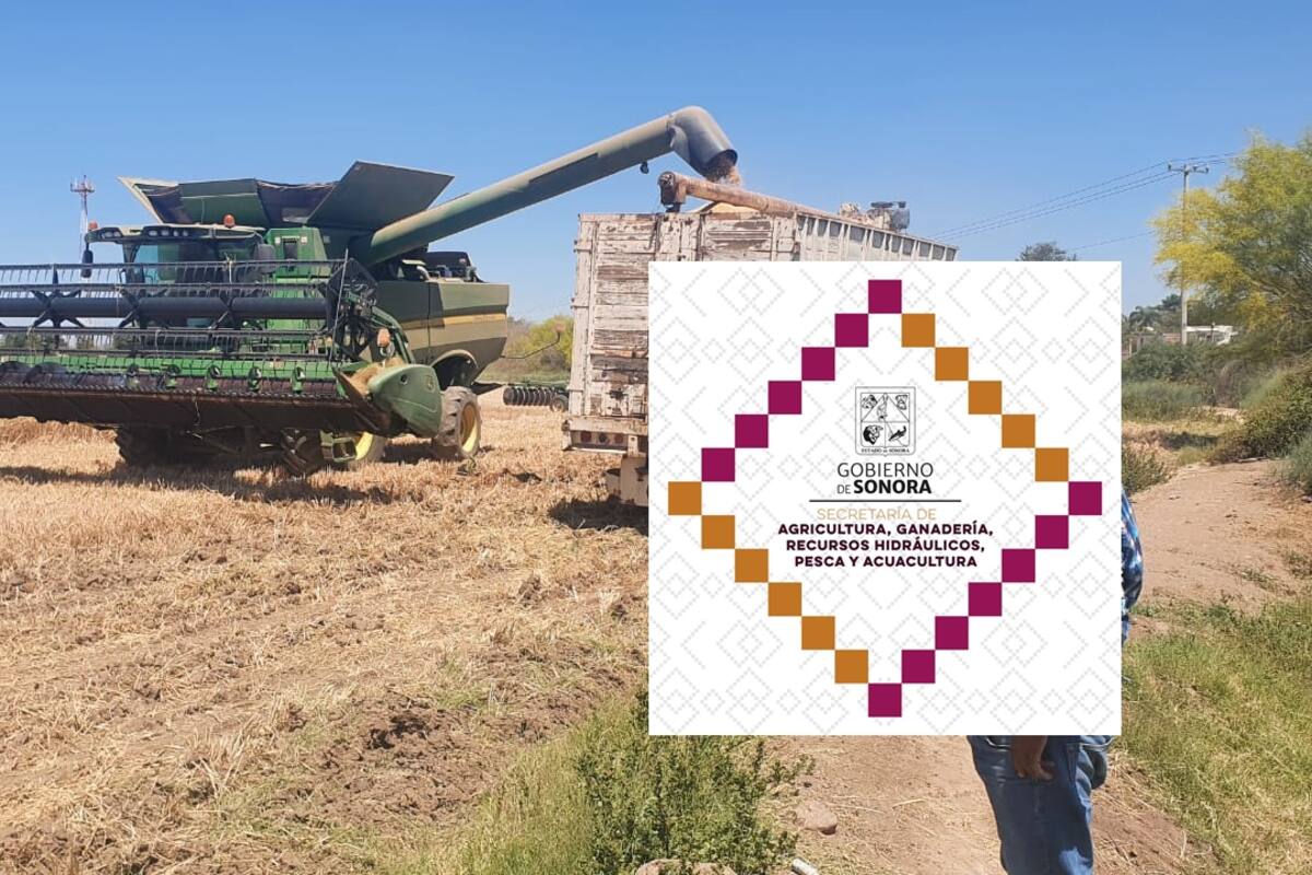 “Auxilio” piden los productores de los valles Yaqui y Mayo, ¿Qué dice la Sagarhpa?