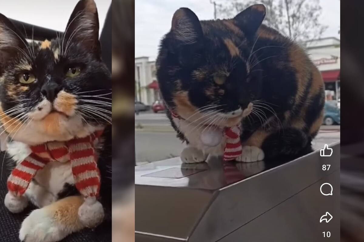 Acusan a rectora de UVM Querétaro de ordenar sacrificio de gatos del plantel