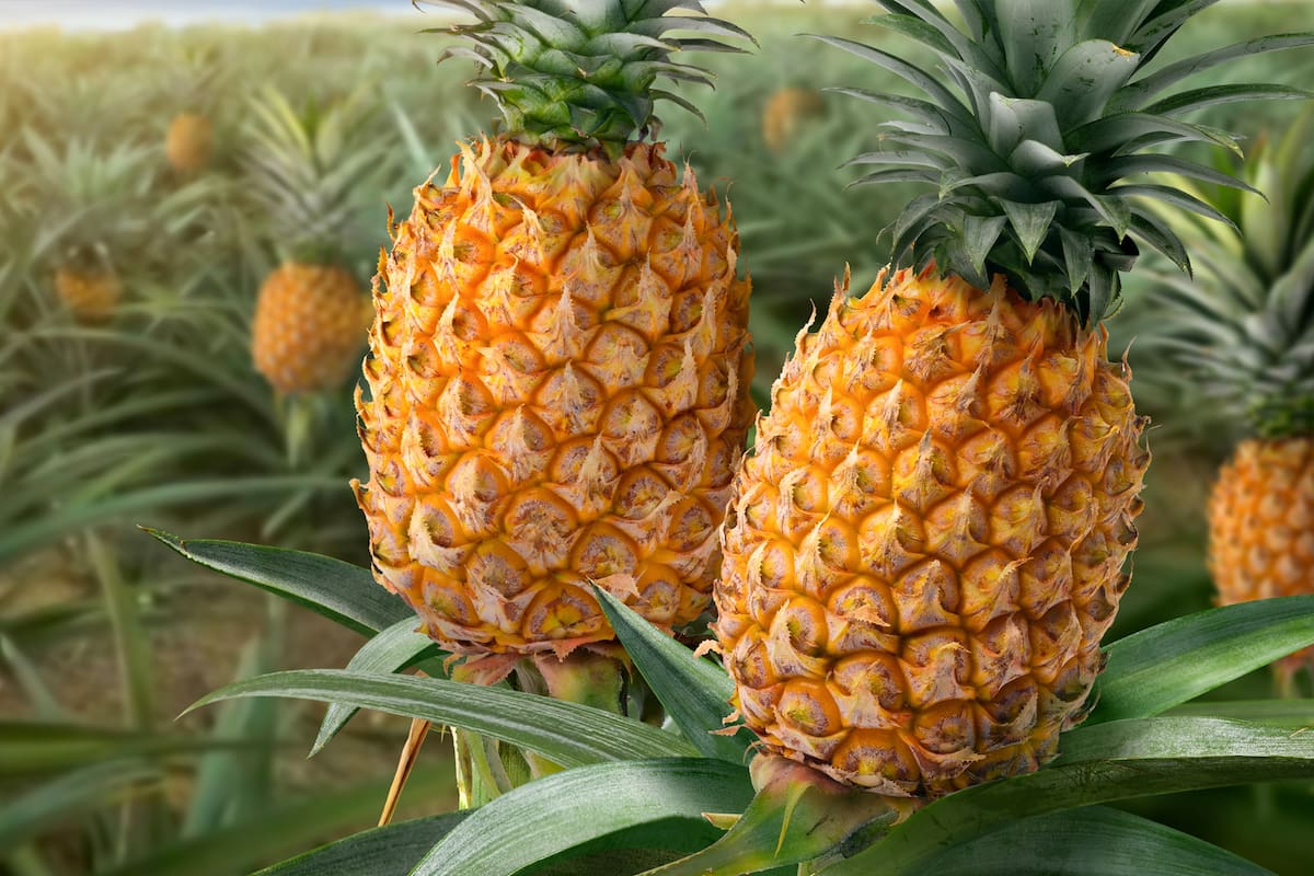¿Por qué la piña es un acompañamiento común en los restaurantes de cortes de carne?