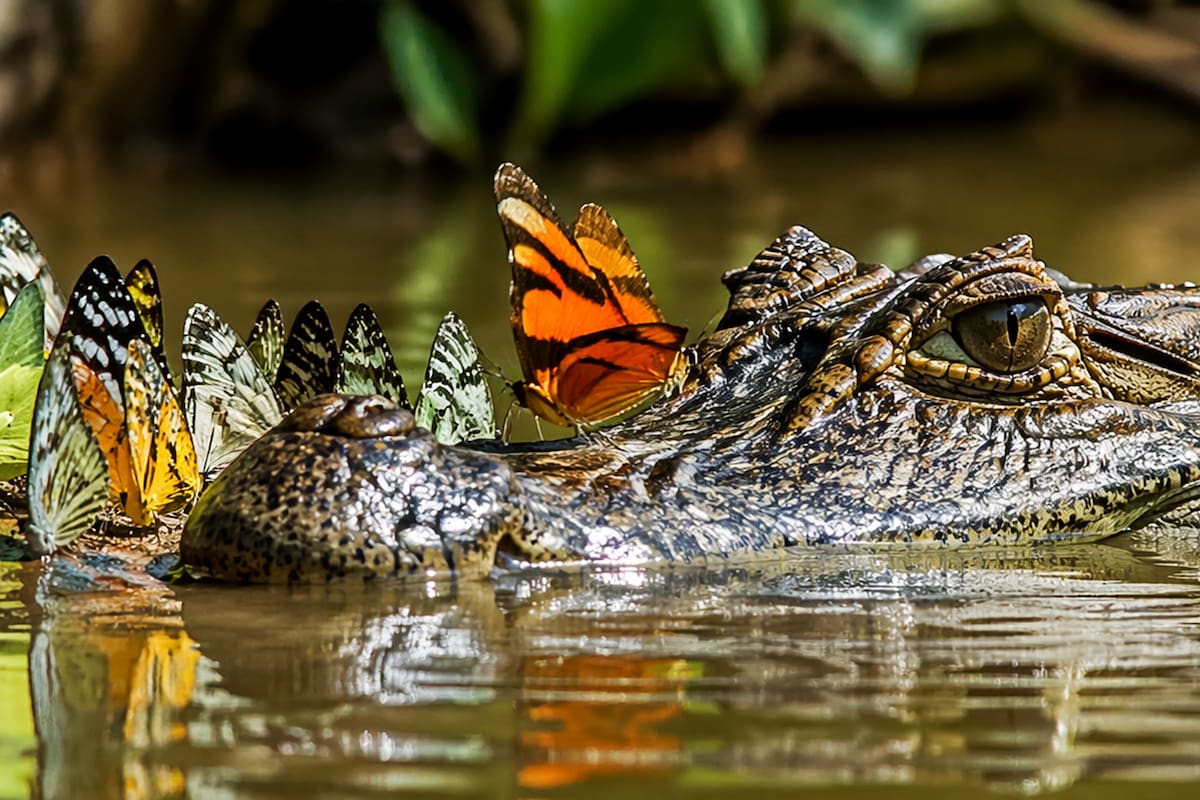 ¿Sabías que algunas mariposas beben lágrimas de cocodrilos para obtener sal?