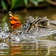 ¿Sabías que algunas mariposas beben lágrimas de cocodrilos para obtener sal?
