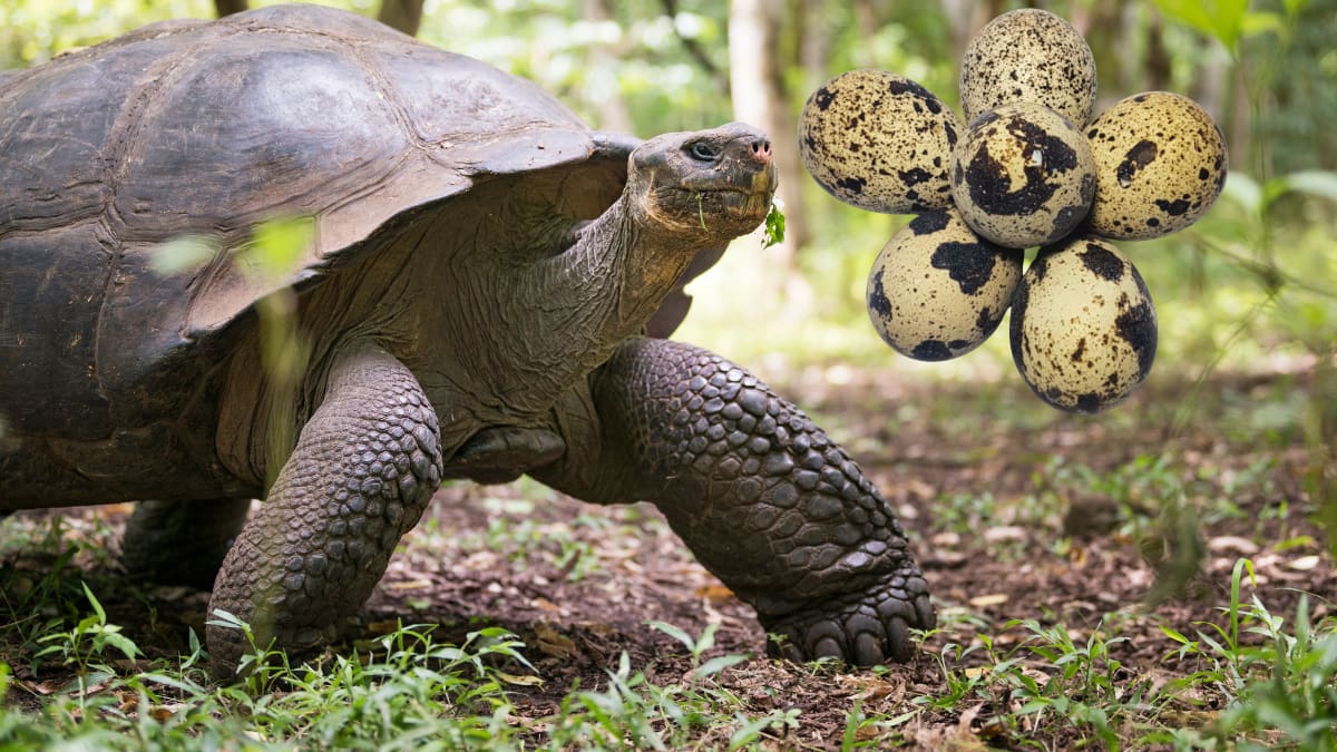 Una tortuga de casi 100 años se convierte en madre por primera vez y tiene 16 crías, un nacimiento clave para conservar una especie de Galápagos en peligro crítico de extinción