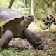 Una tortuga de casi 100 años se convierte en madre por primera vez y tiene 16 crías, un nacimiento clave para conservar una especie de Galápagos en peligro crítico de extinción