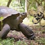 Una tortuga de casi 100 años se convierte en madre por primera vez y tiene 16 crías, un nacimiento clave para conservar una especie de Galápagos en peligro crítico de extinción