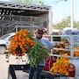 El ramo de cempasúchil mantiene su precio de 80 pesos para Día de Muertos en Hermosillo, pese a las lluvias que afectaron parte de los cultivos en Sonora