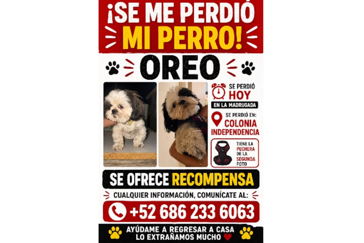 Buscan a “Oreo”, perrito extraviado en la colonia Independencia; ofrecen recompensa