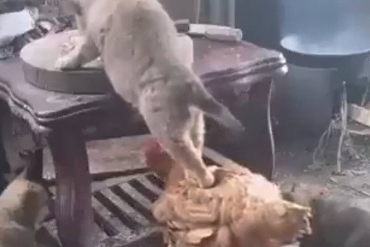 Gallo y perro se vuelven cómplices