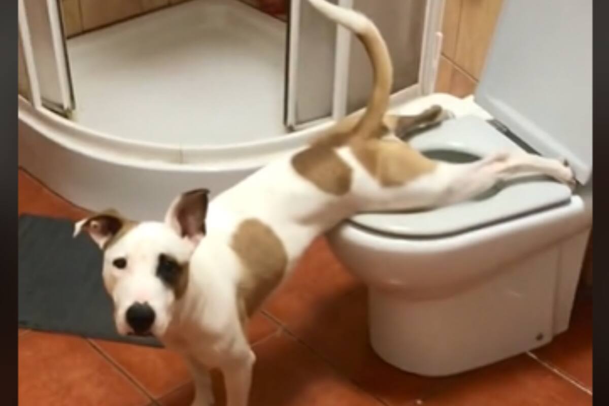 VIDEO: Perrito aprende a orinar en taza del baño y se hace viral