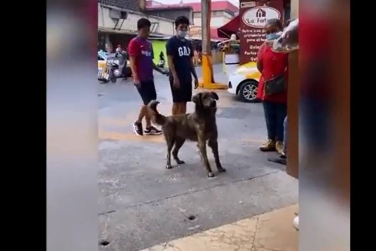 TIKTO VIDEO: Perro de la calle se la ingenia para conmover a personas para que le regalen comida