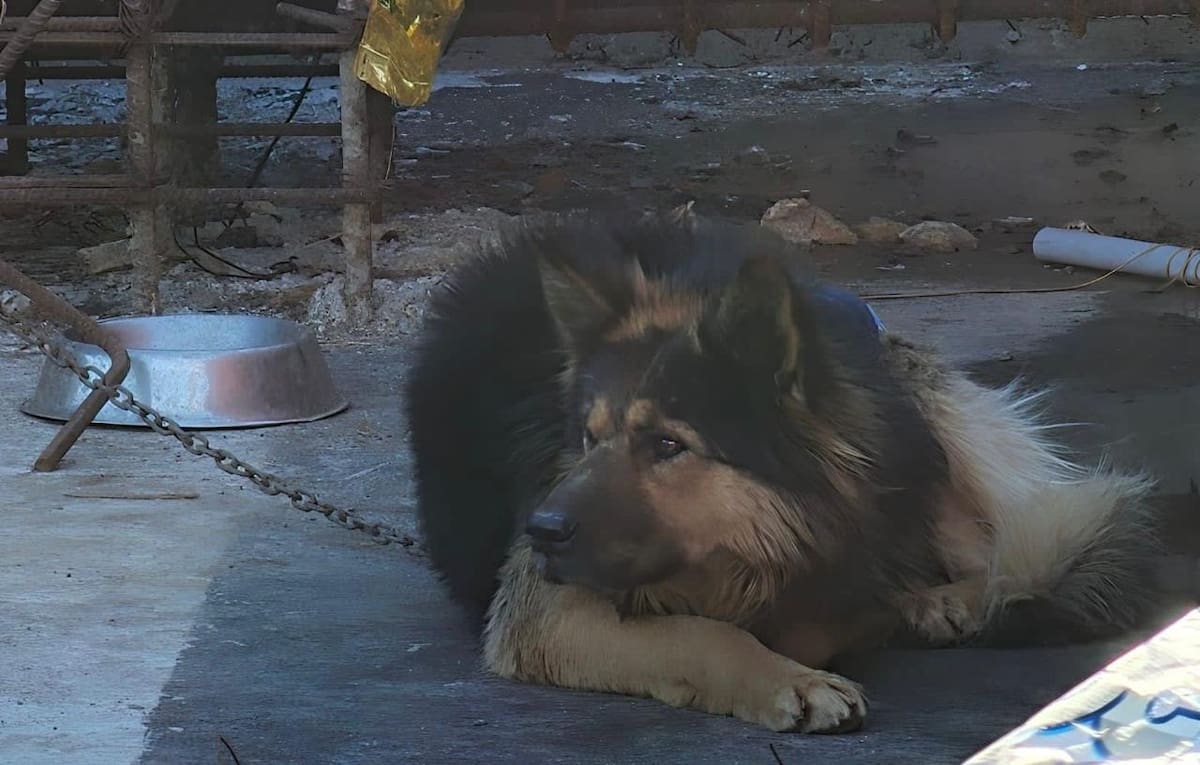 Dos perros fueron rescatados en condiciones de abandono extremo dentro de una obra en construcción en la zona de Buena Vista del Mar, en Popotla. Foto: Cortesia