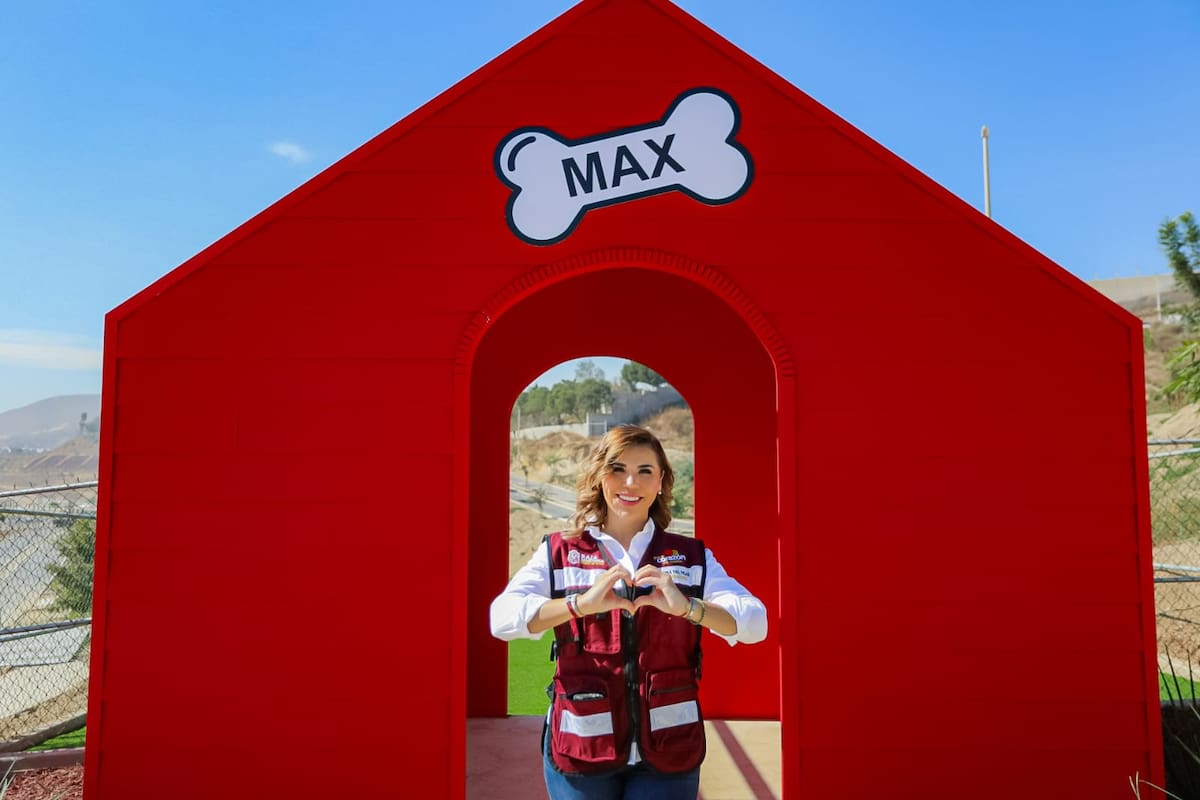 Baja California endurece leyes contra maltrato animal y refuerza protección jurídica. Foto: Cortesía