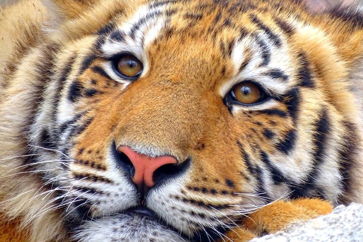 Nacen cuatro tigres de Bengala en el zoológico de La Habana