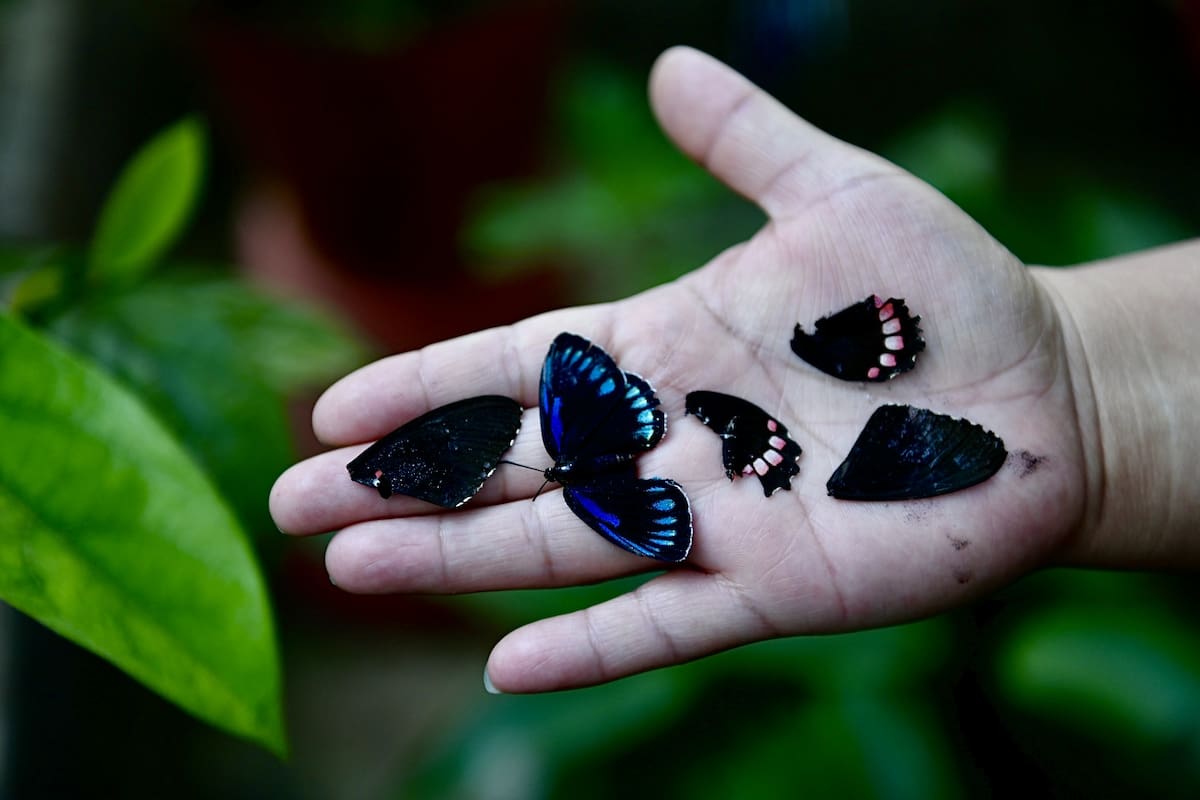 Vandalizan mariposario de Veracruz retrasando la conservación de 30 especies