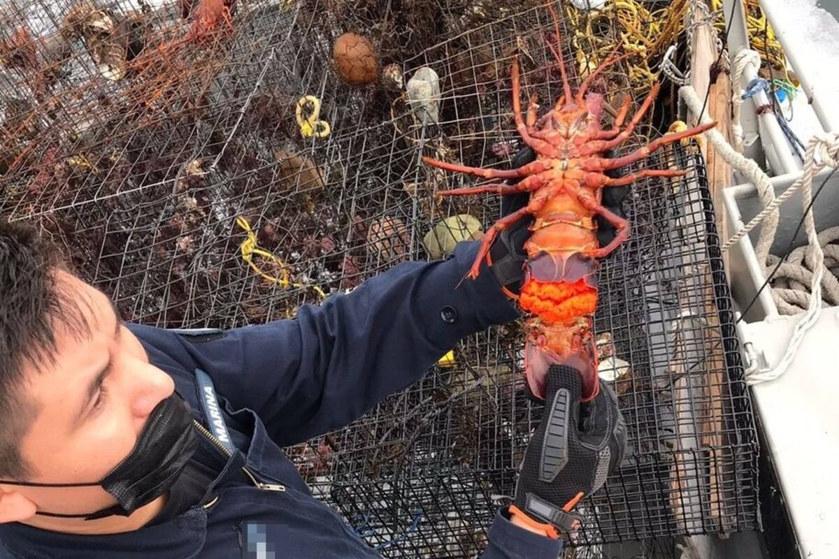 Aseguran 71 trampas para captura ilegal de langosta roja