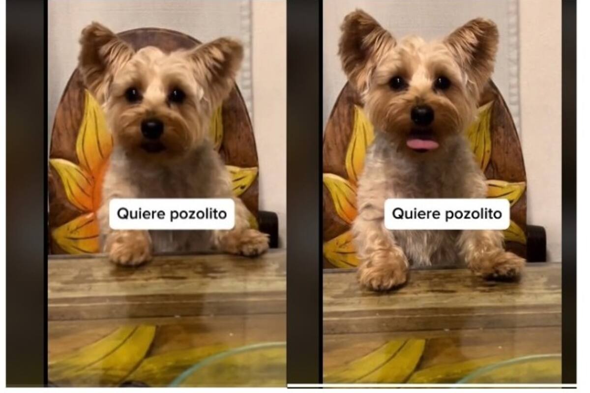 Perrito se vuelve viral por pedir un platito de pozolito
