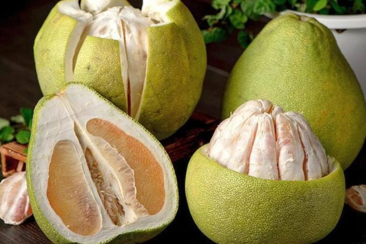 ¿Cuál es el cítrico más grande del mundo? Descubre sus increíbles beneficios