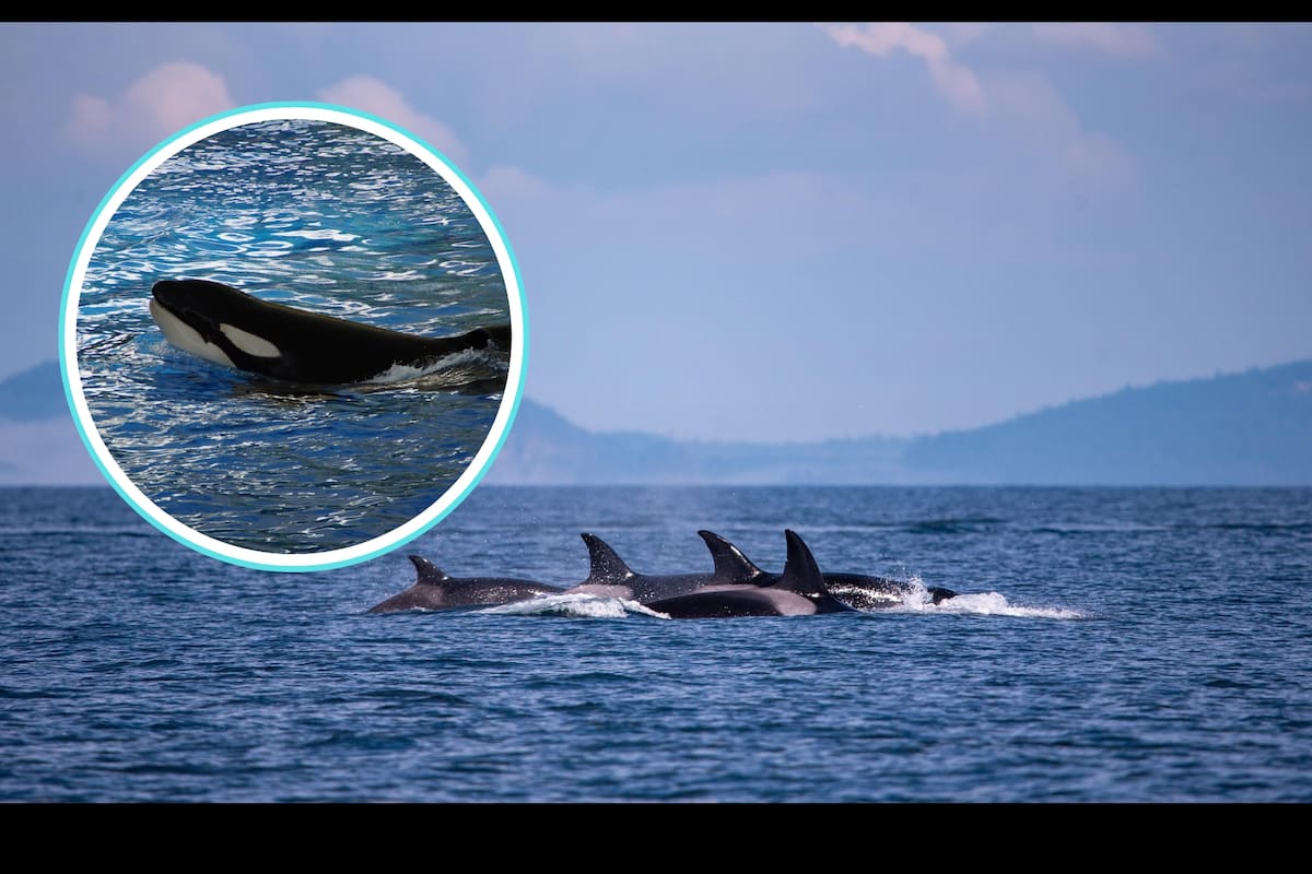 Un parto que cambia la ciencia: Orca da a luz en su hábitat natural