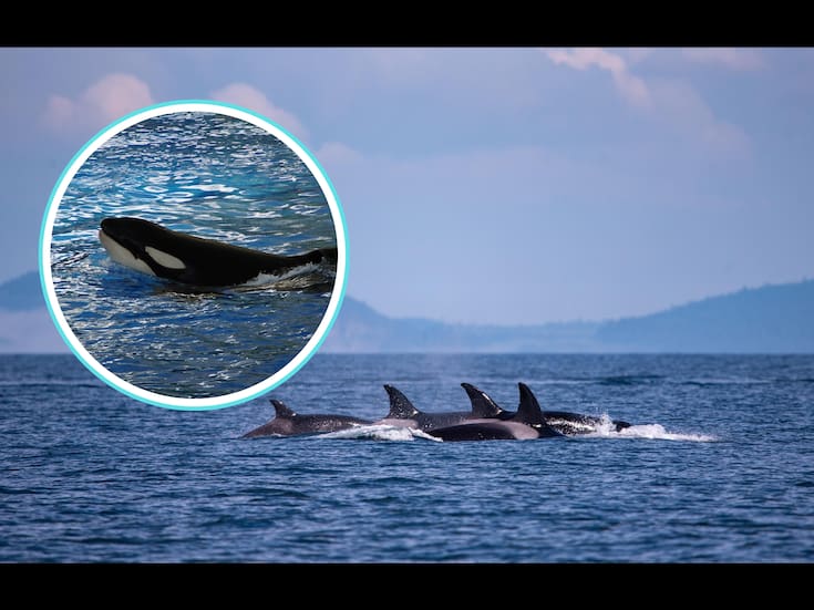 Un parto que cambia la ciencia: Orca da a luz en su hábitat natural