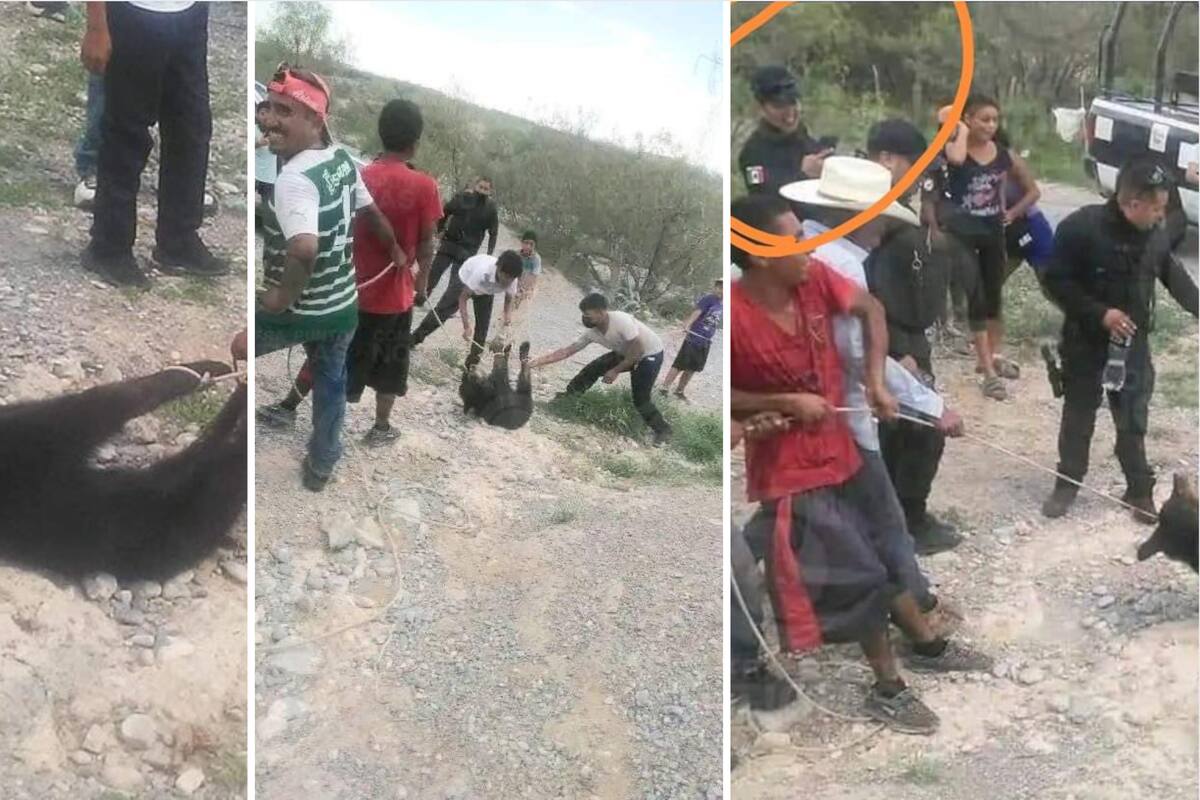 Oso torturado en Coahuila: Suspenden por 10 días a los policías por no frenar la matanza