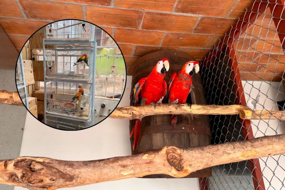 La falta de registro PIMVS, plan de manejo y documentación de procedencia llevó a la Profepa a asegurar 252 aves en Sinaloa, incluyendo guacamayas rojas y loros corona lila que están protegidas por la ley ambiental mexicana