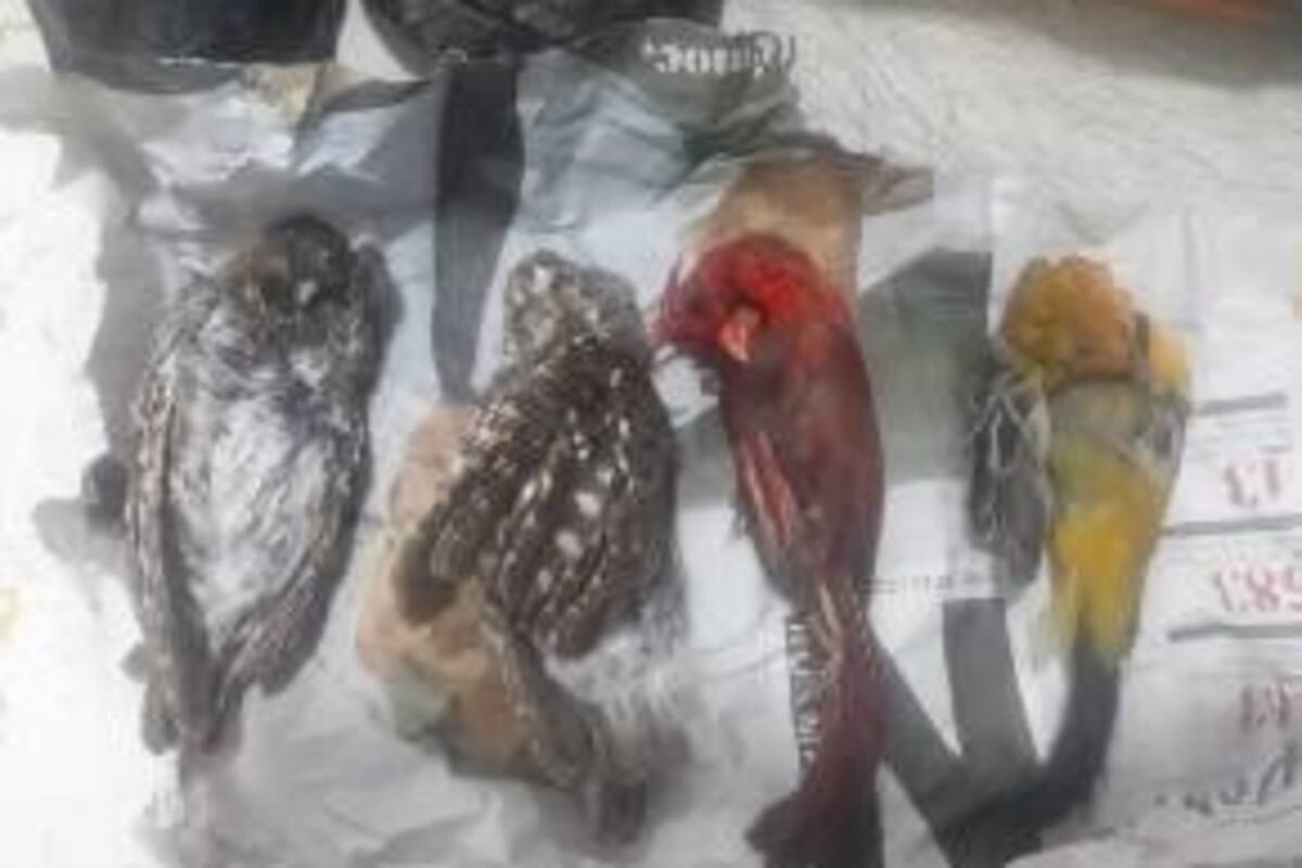 Aseguran productos de vida silvestre que enviarían por paquetería a Estados Unidos