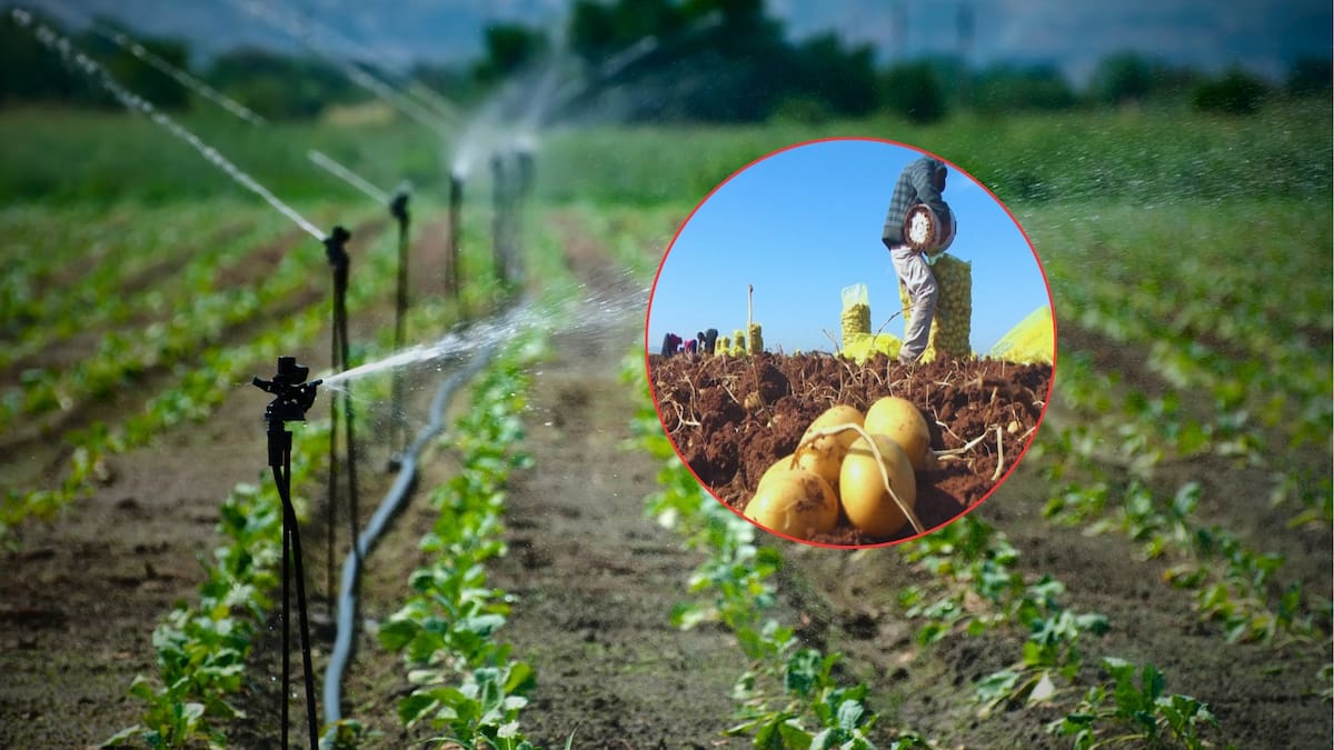 Agricultores de Sinaloa bajo el yugo del crimen organizado: extorsiones, control del agua y violencia. Foto: Especial (Ilustrativas | editada en Canva)