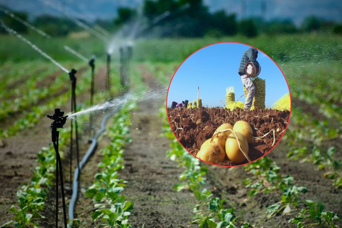 Agricultores de Sinaloa bajo el yugo del crimen organizado: control del agua, extorsiones, amenazas y violencia