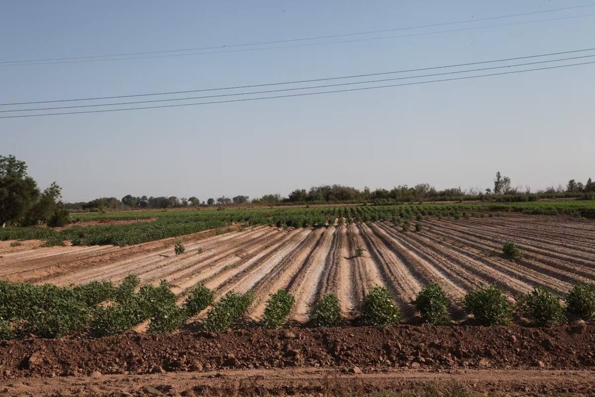 Inicia pago a módulos de riego por programa de eficiencia hídrica en el Valle de Mexicali