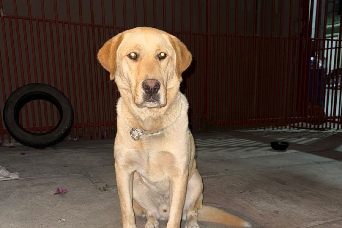Buscan familia para perrito Malone; sus dueños lo querían dormir sin estar enfermo