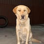 Buscan familia para perrito Malone; sus dueños lo querían dormir sin estar enfermo