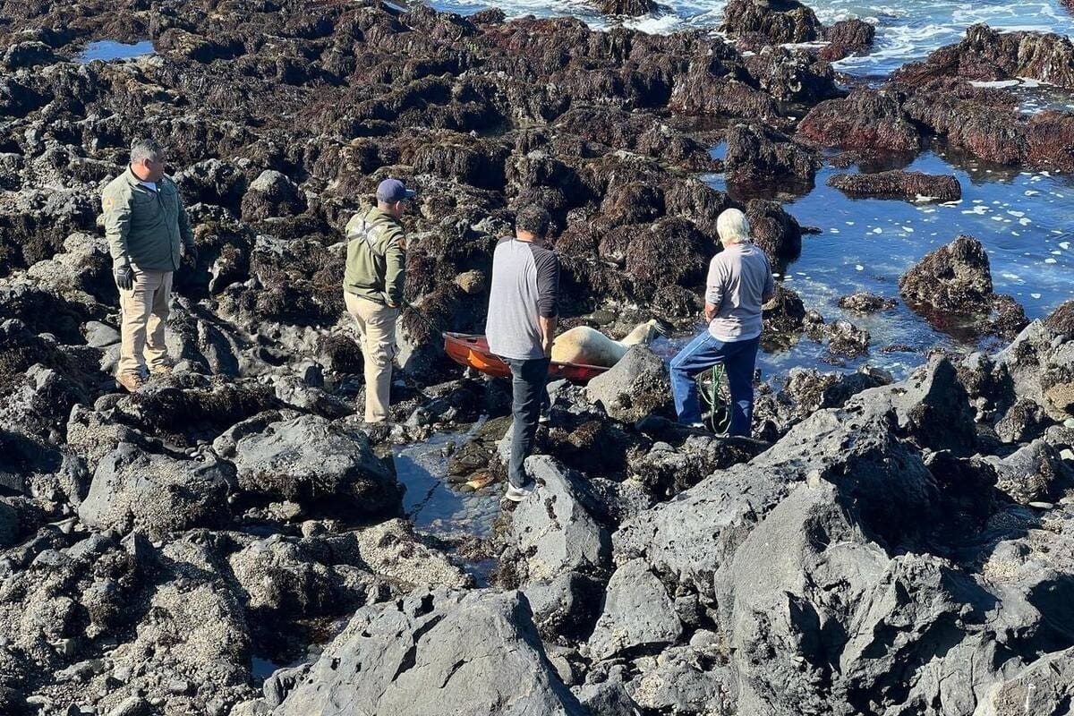 Atiendeen hasta 40 varamientos de lobos marinos en BC