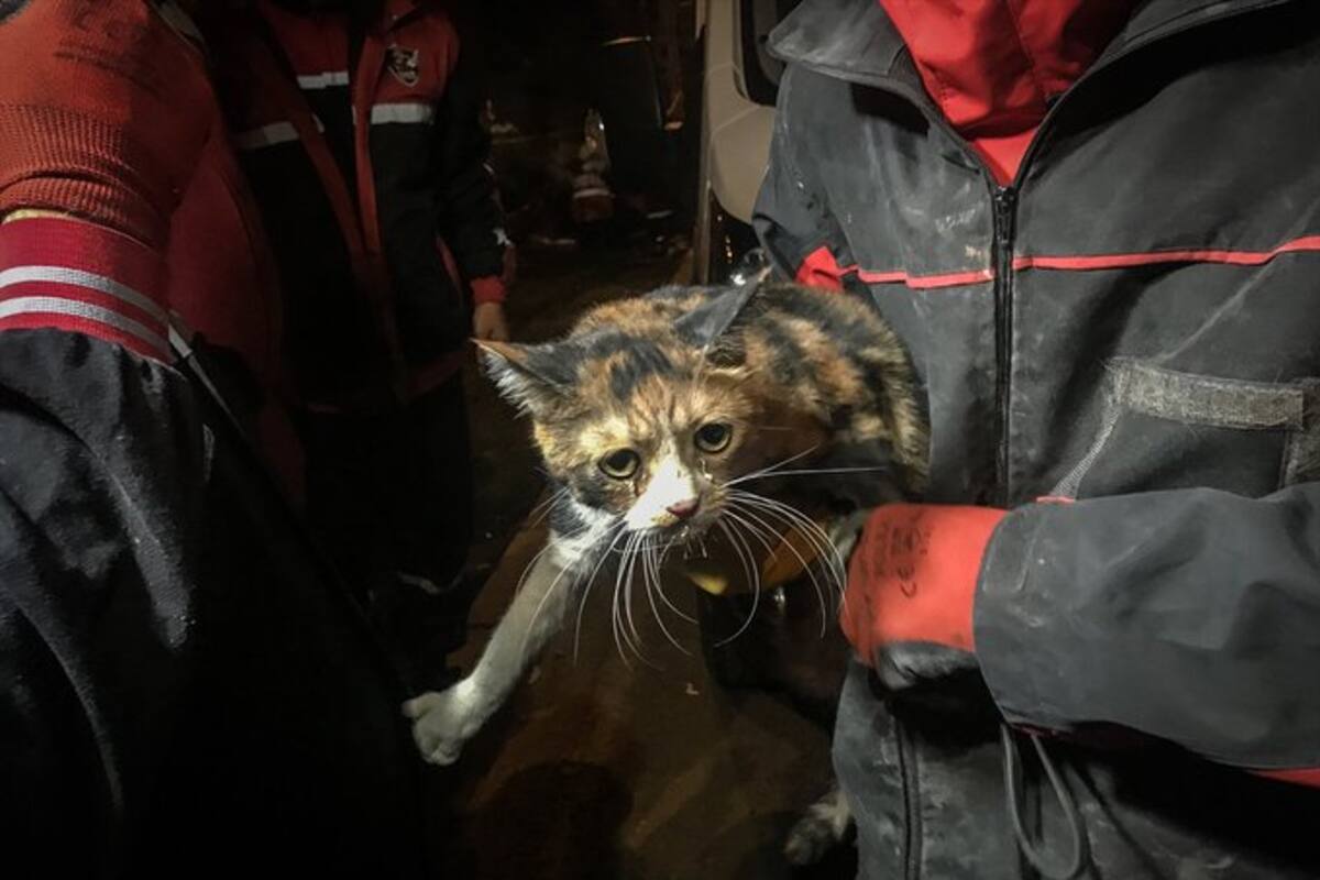 Perro rescatista salva a un gato de los escombros después del terremoto en Turquía