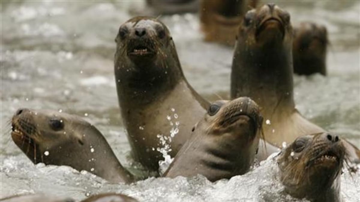 La posible caza selectiva del lobo marino en Chile surge tras los reclamos de pescadores por pérdidas, daños en aparejos y riesgos durante sus faenas, aunque especialistas cuestionan que exista una sobrepoblación. Foto: REUTERS
